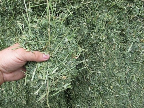 Alfalfa Hay and Rhodes Grass Hay