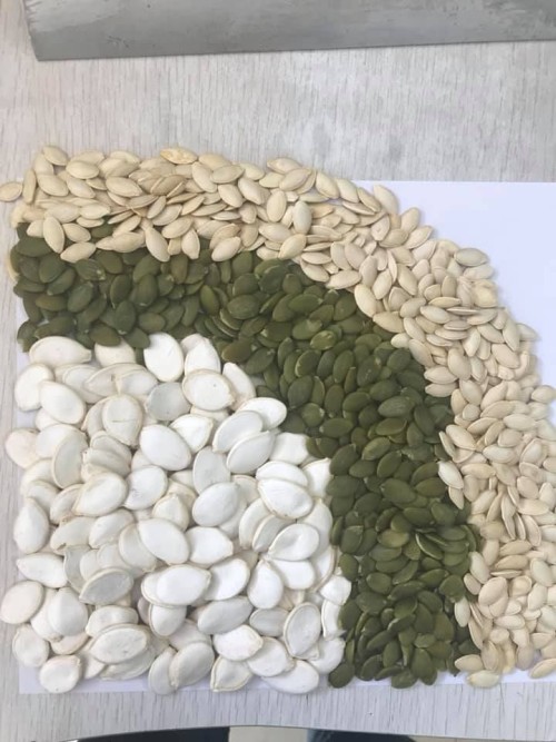 Pumpkin Seeds Shine Skin Pumpkin Seeds Kernels Grade A As Food And Ingredient