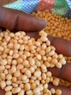 Soya beans seeds for sale