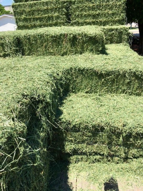 Alfalfa Hay and Rhodes Grass Hay