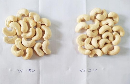 Processed Cashew nuts