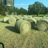 Alfalfa Hay and Rhodes Grass Hay