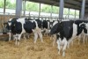 Dairy –Holstein  Friesian Cows