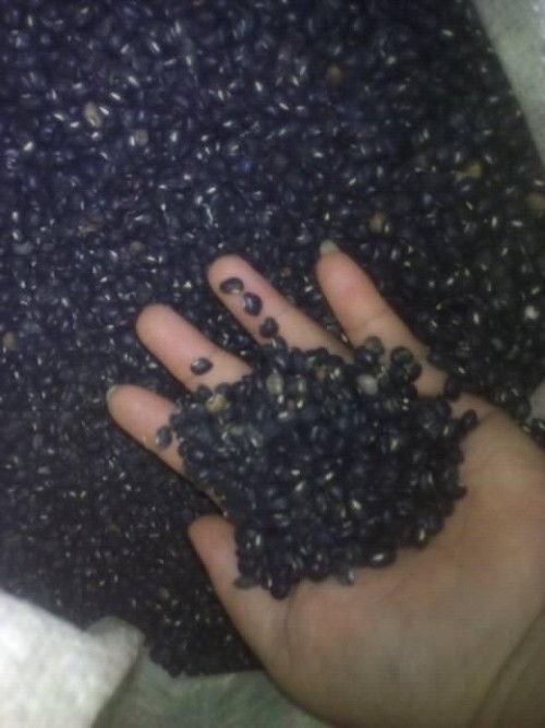 Black Beans for sale